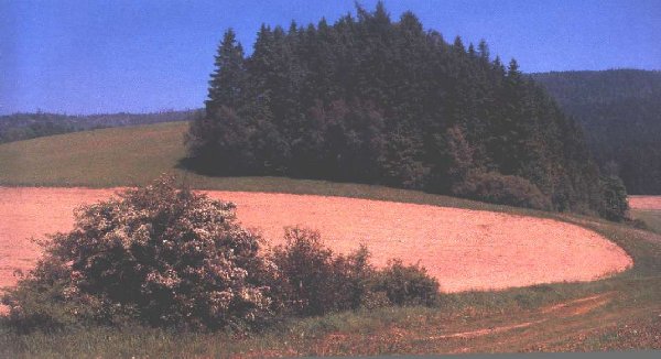 Typick krajina Hronovska