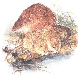 Ondatra pimov