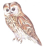 Putk obecn