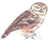 Sek obecn