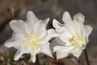 Botanick zahrada - Lewisia tweedyi