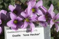 Botanick zahrada - Oxalis