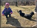 Jarní svod psů - loveckých plemen
