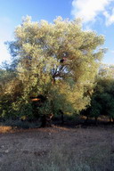 Haryho stanovit